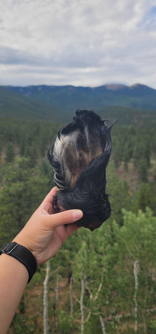 All Ears