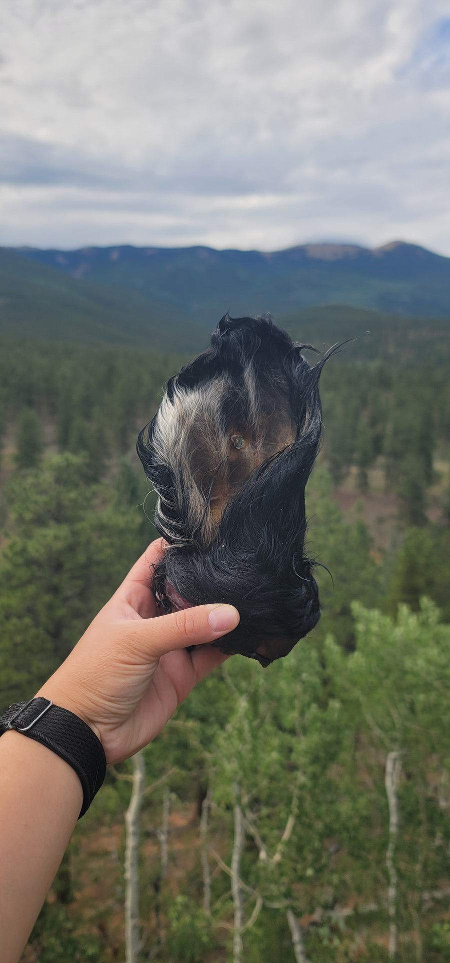 Cow Ears - With Fur