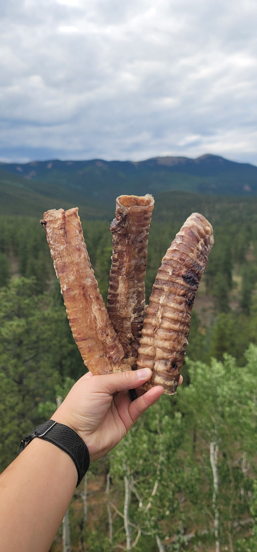 Beef Trachea Whole