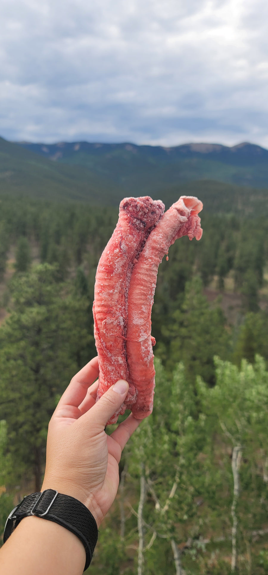 Lamb Trachea Whole